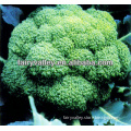 F1 Hybrid Excellent Chinese Broccoli Seeds For Planting-Green Diamond